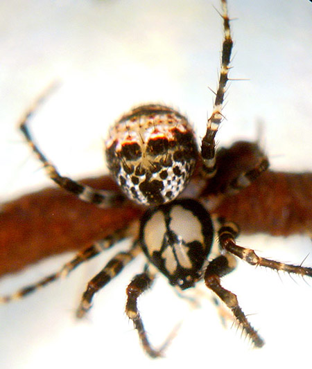 Pirate Spider - Spider species | OBOBAS JISHEBI | ობობას ჯიშები